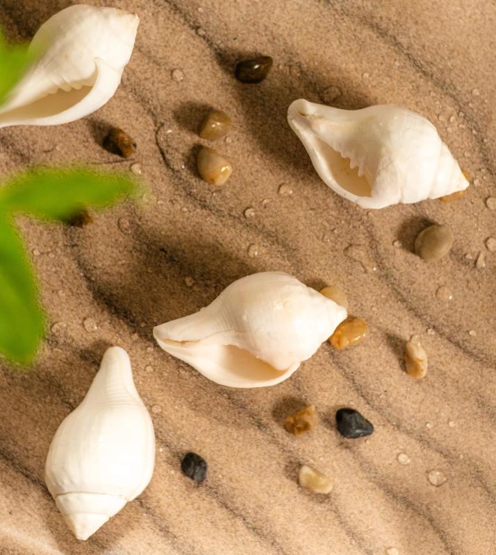 Seashells and pebbles on sand with a green leaf in the corner.