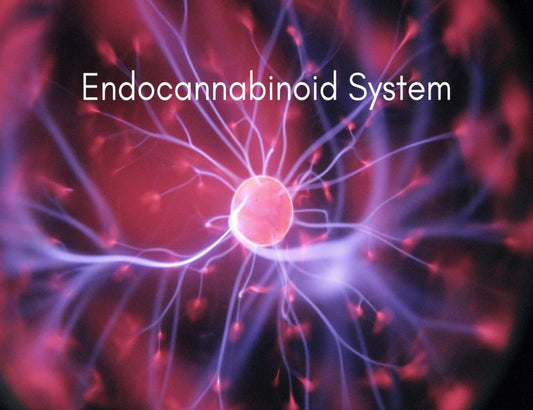 What is Endocannabinoid System ? - CBD Shop of India™