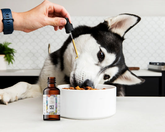 Dog being fed with a bottle of Pet CBD Oil supplement near a bowl of food.