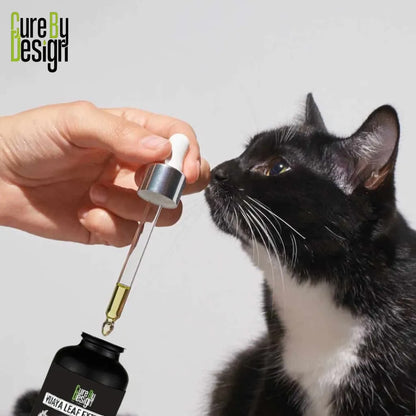 Person administering a dropper of a CBD product to a black cat with 'Cure By Design' branding.