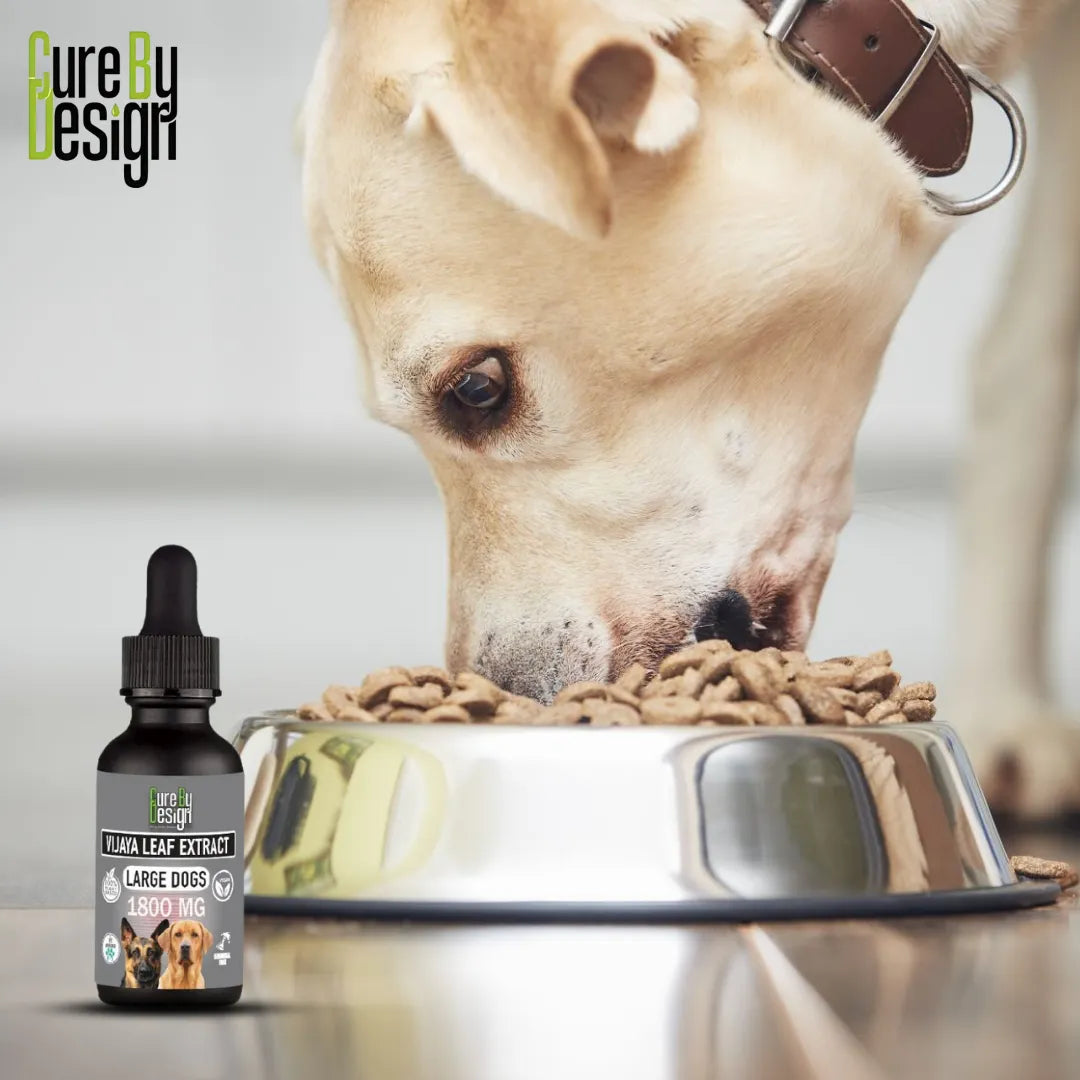 Dog eating from a bowl with a bottle of Vijaya Leaf Extract for large dogs in the foreground.